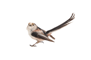 Schwanzmeise- Vögel in Europa