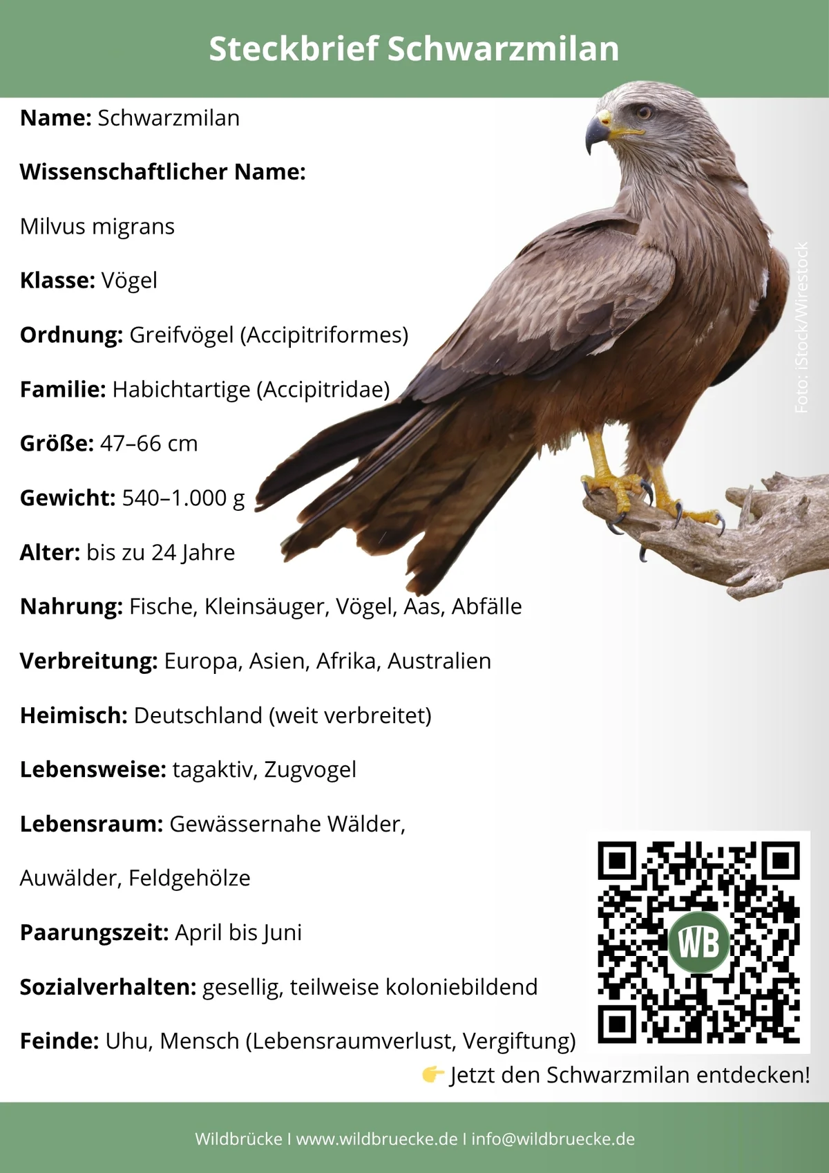 Schwarzmilan Steckbrief - Vögel in Europa