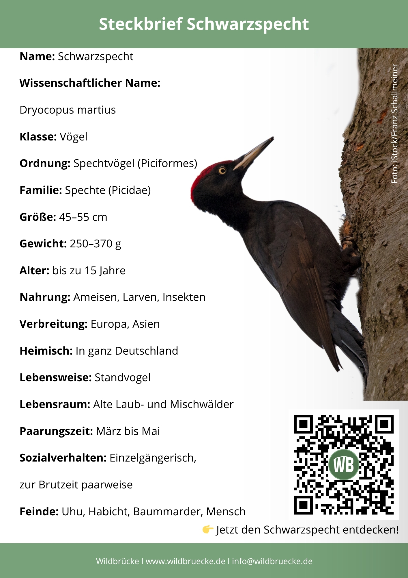 Schwarzspecht Steckbrief - Vögel in Europa