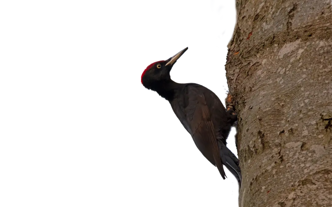 Schwarzspecht