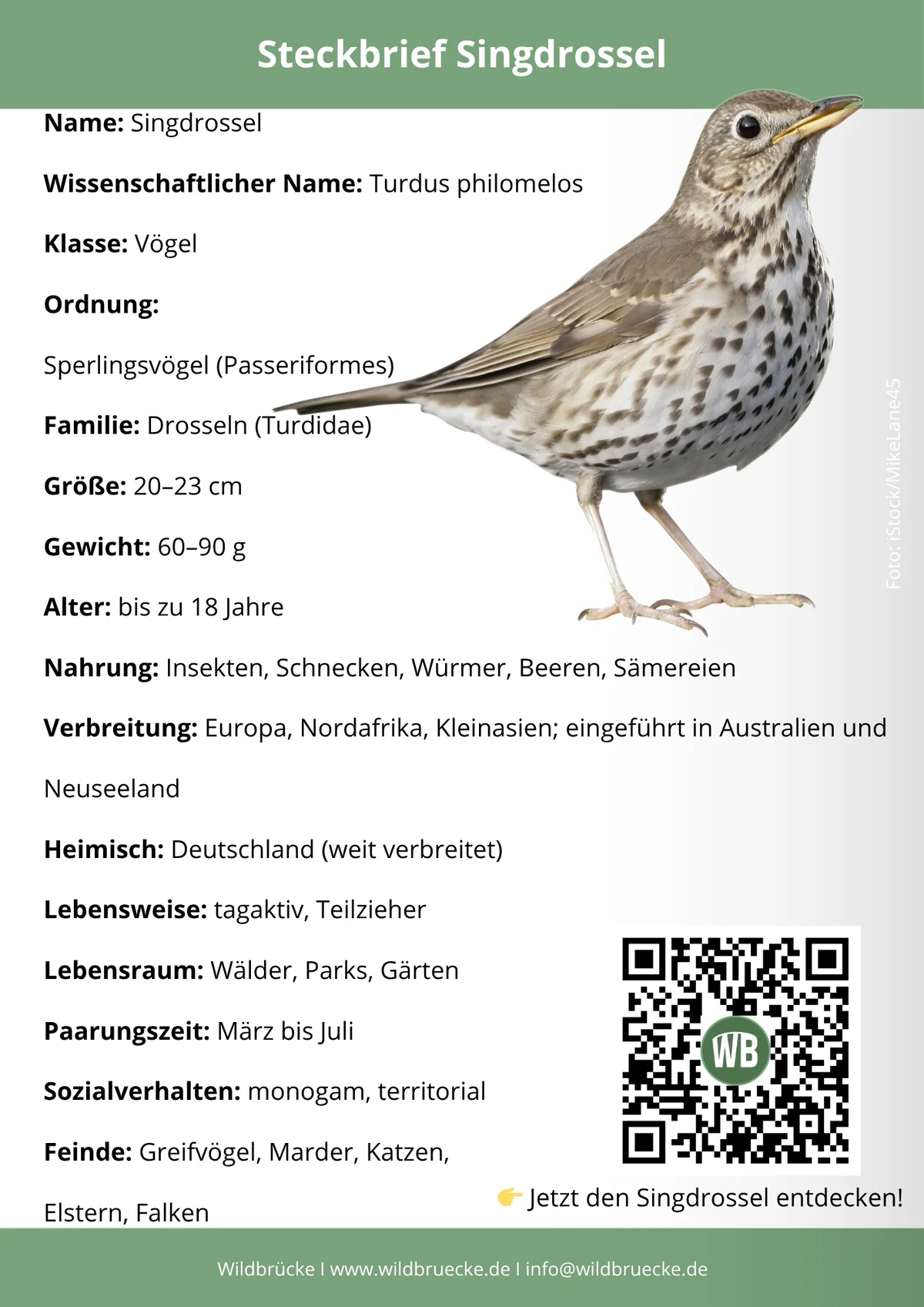 Singdrossel Steckbrief - Vögel in Europa