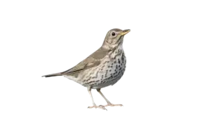 Singdrossel - Vögel in Europa