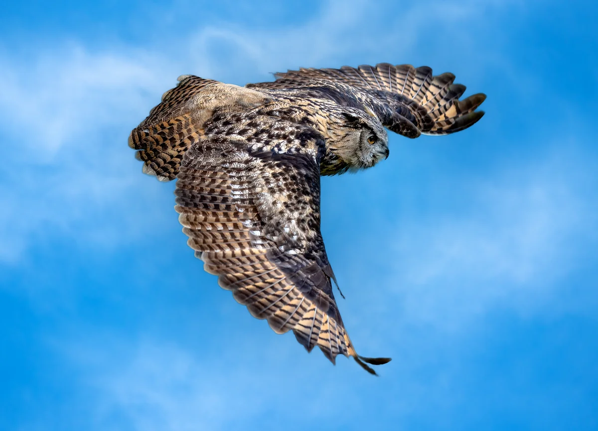 So groß wird ein Uhu - Vögel in Europa