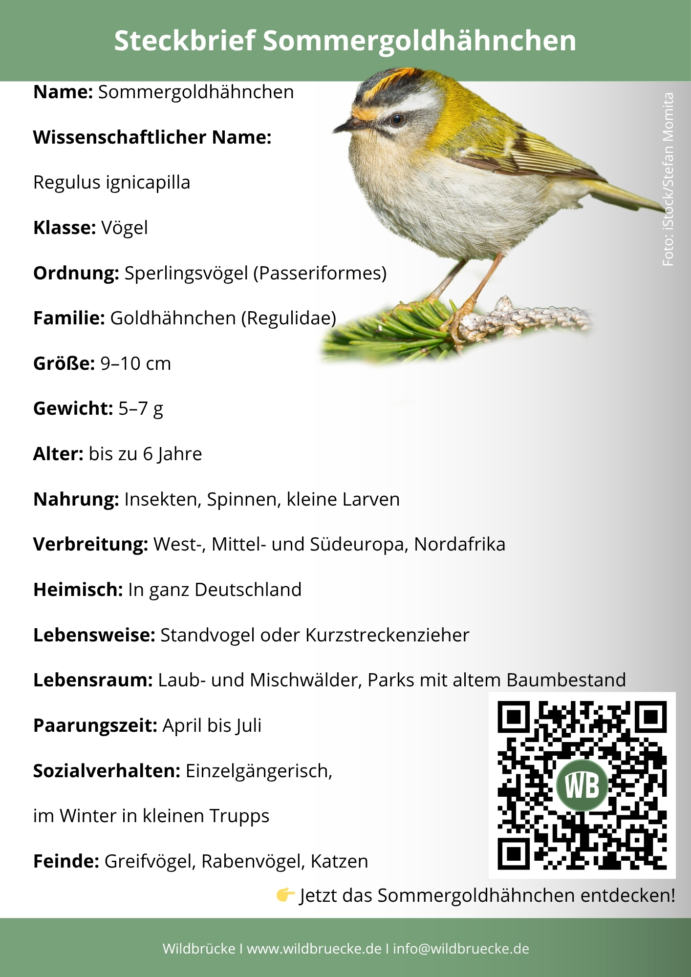 Sommergoldhähnchen Steckbrief - Vögel in Europa