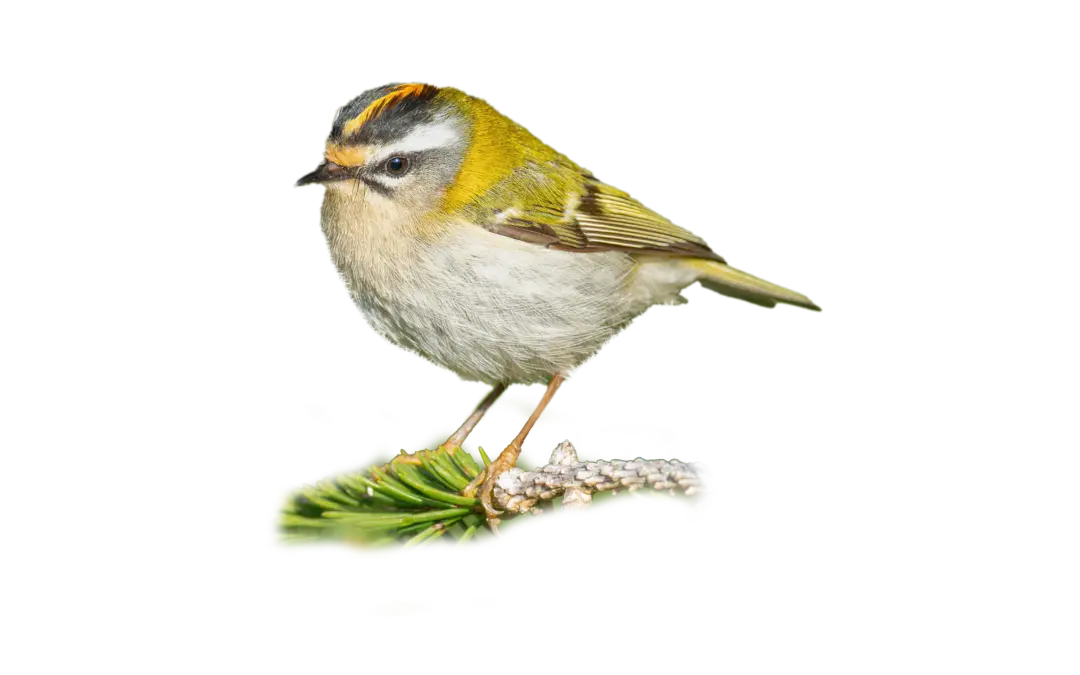 Sommergoldhähnchen