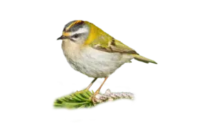 Sommergoldhähnchen - Vögel in Europa