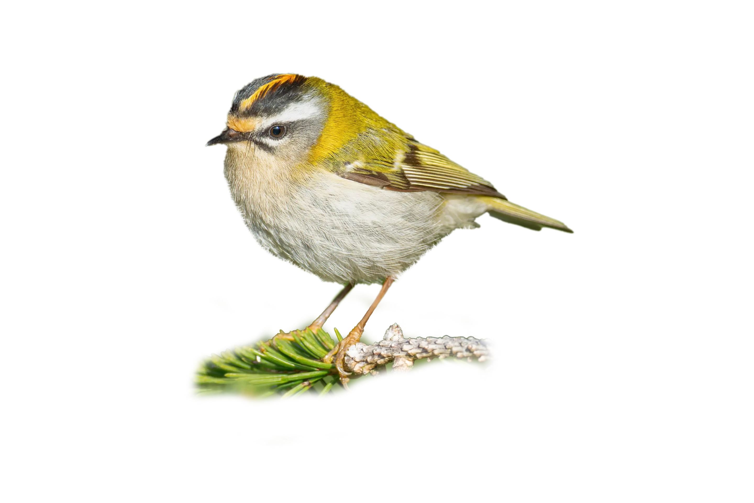 Sommergoldhähnchen - Vögel in Europa Sommergoldhähnchen - Vögel in Europa