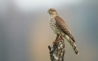 Sperber Größe: So unterscheidet sich dieser flinke Vogel von seinen Verwandten