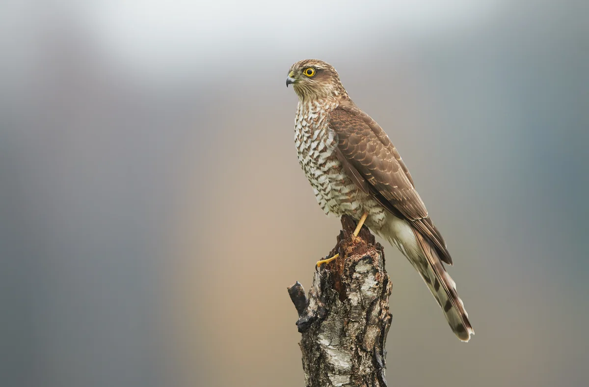 Sperber Größe - Vögel in Europa