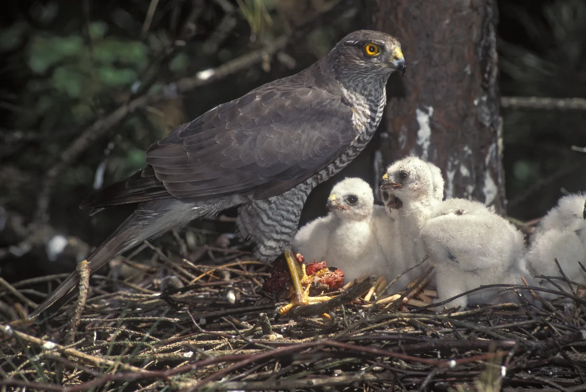 Sperber Horst mit Küken - Vögel in Europa