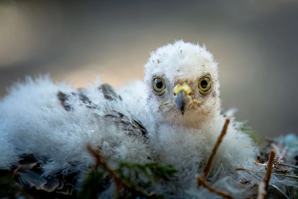 Sperber Jungtier - Vögel in Europa