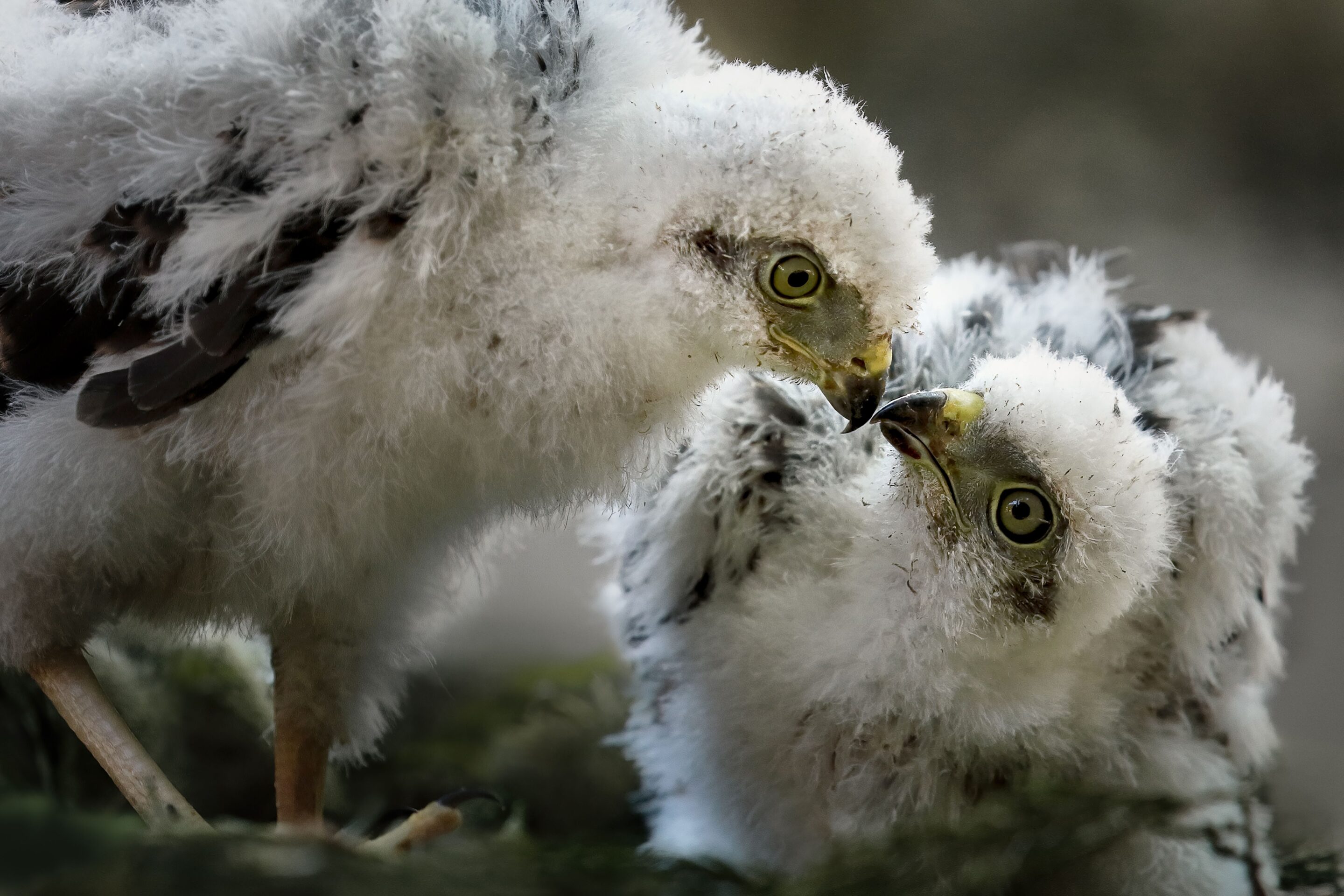 Closeup shot of Eurasian sparrowhawk chicks sticking beaks to each other, against blur background
