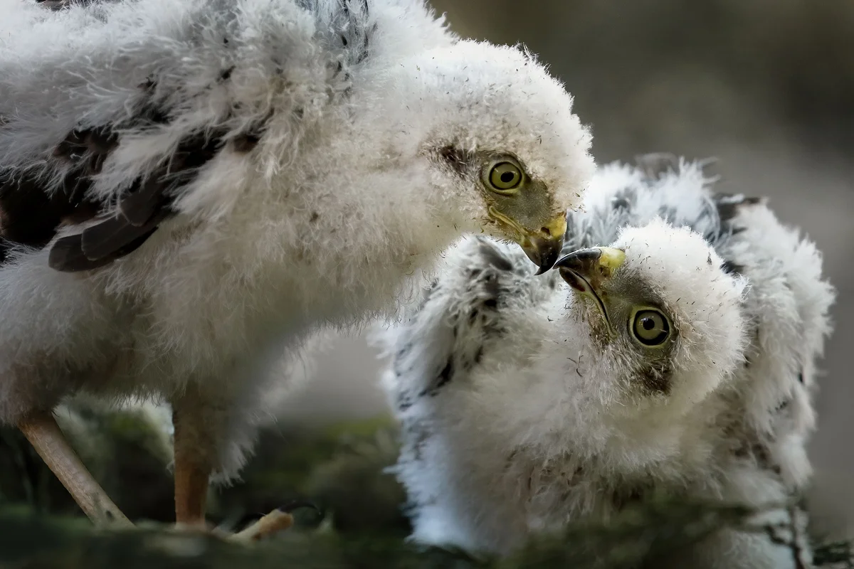 Sperber Küken - Vögel in Europa