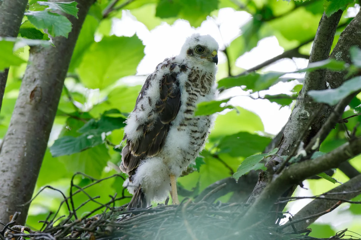 Sperber Küken im Horst - Vögel in Europa