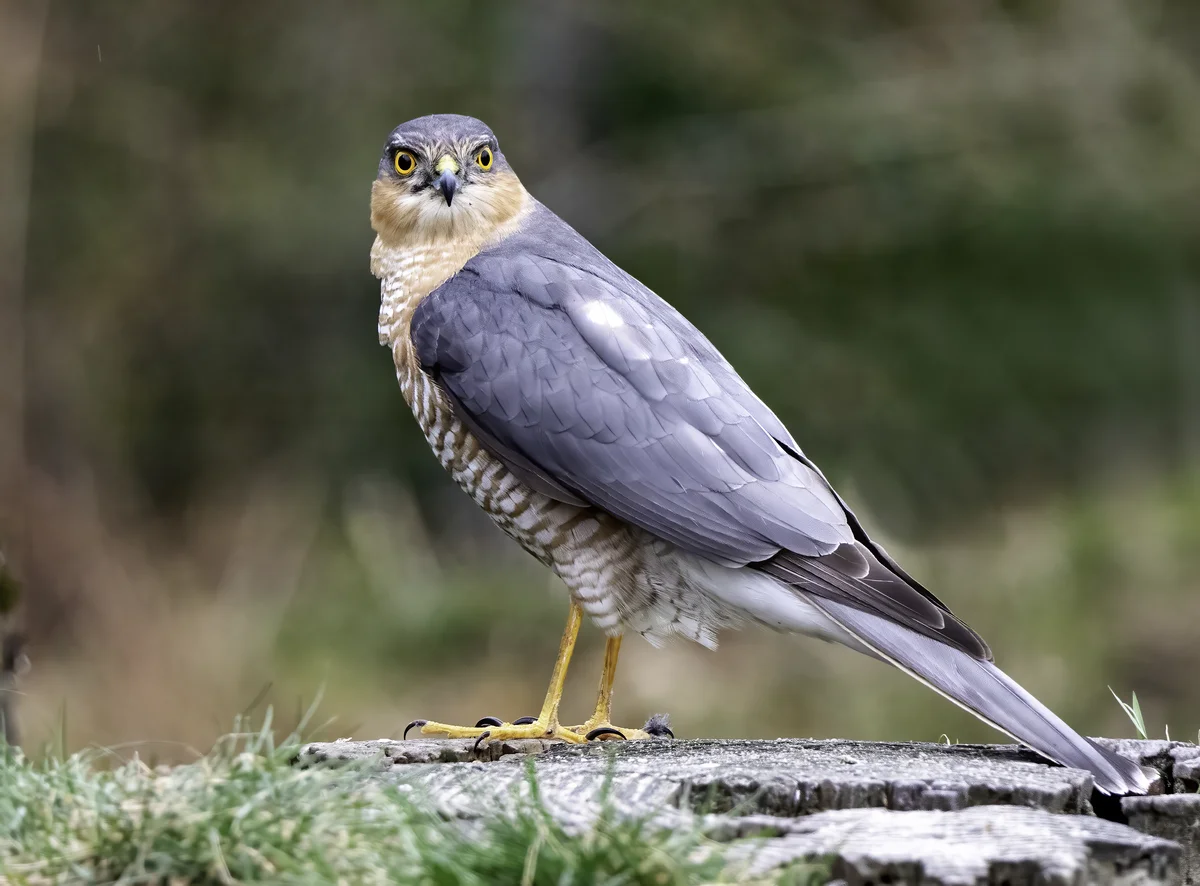 Sperber Männchen - Vögel in Europa Sperber Männchen - Vögel in Europa