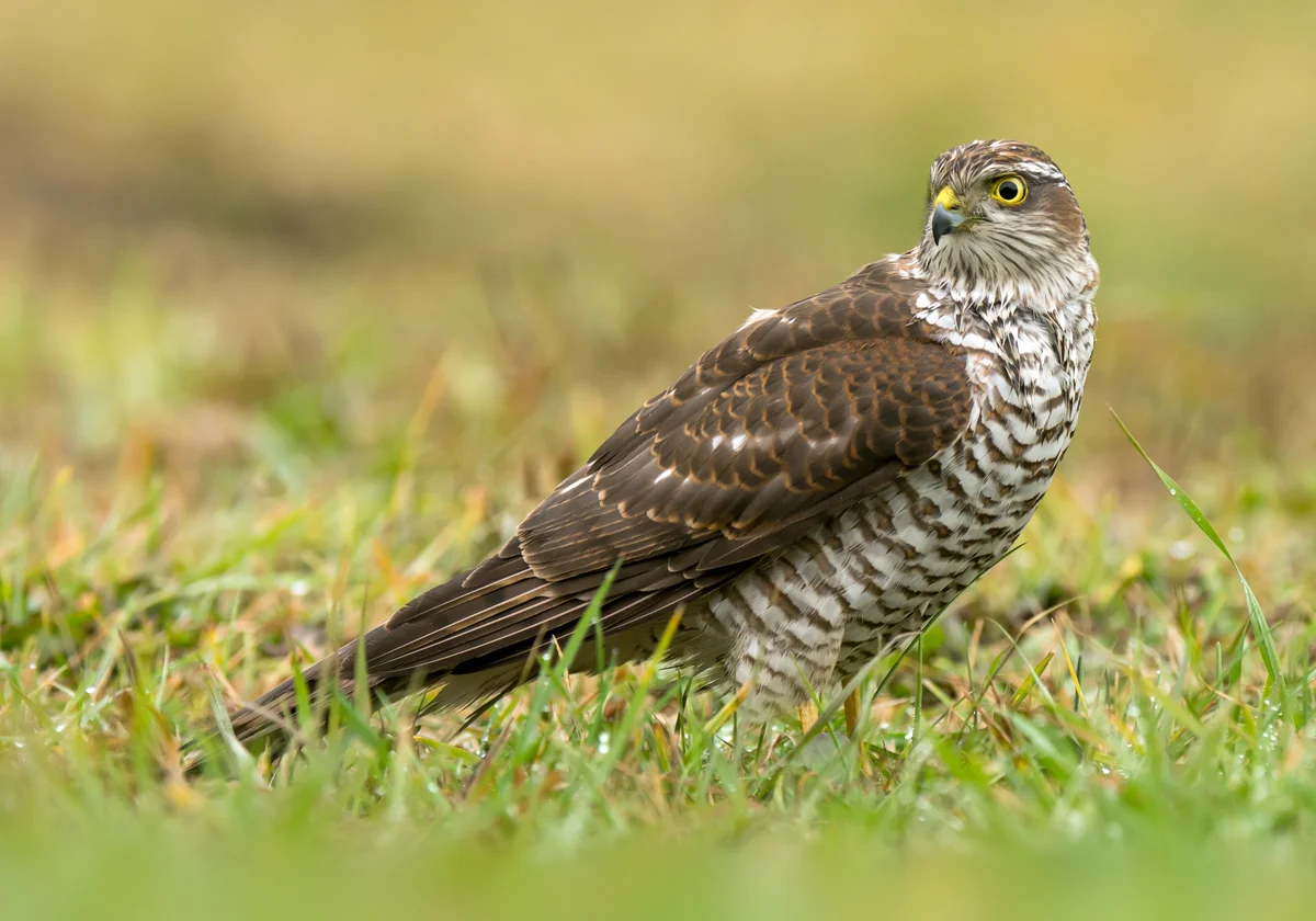 Sperber Ruf - Vögel in Europa Sperber Ruf - Vögel in Europa
