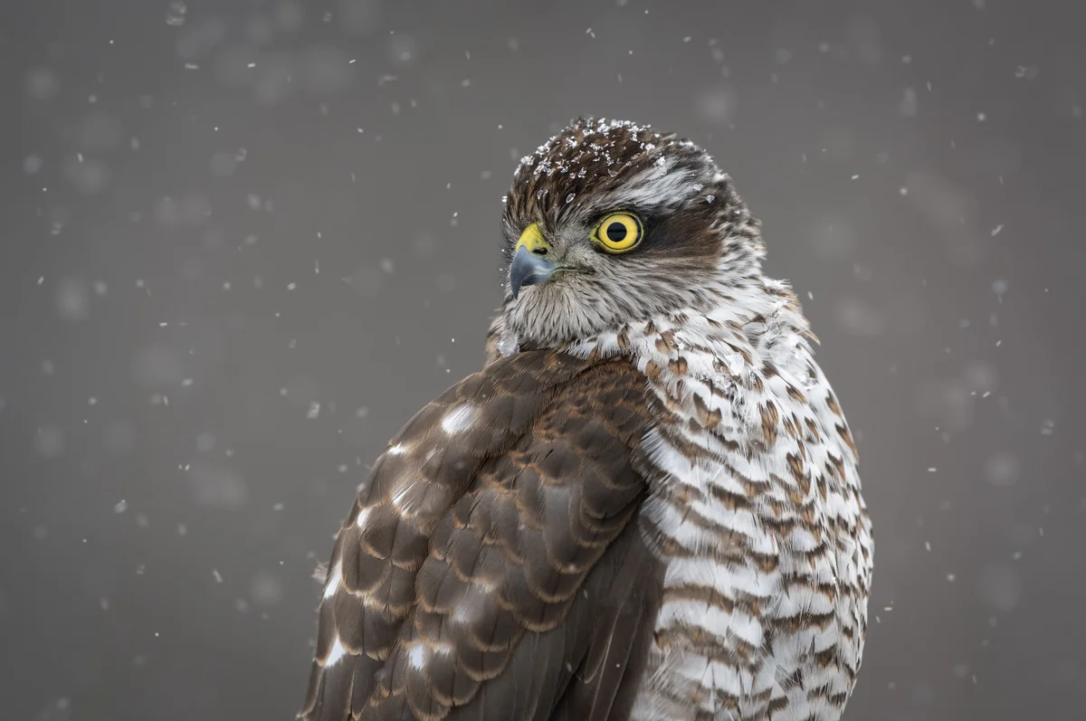 Sperber Weibchen - Vögel in Europa Sperber Weibchen - Vögel in Europa