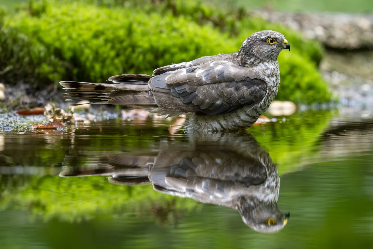 Sperber an Wasserstelle im Garten - Vögel in Europa