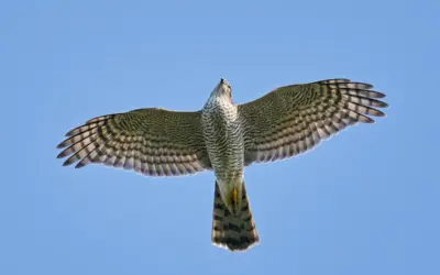 Sperber Flugbild: So erkennst du den kleinen Greifvogel im Flug