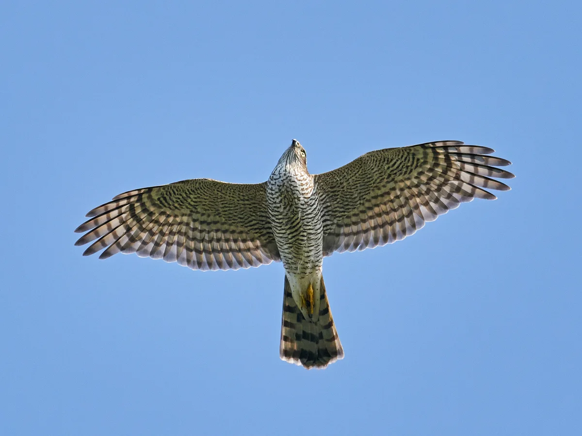 Sperber im Flug zeigt sein Flugbild - Vögel in Europa
