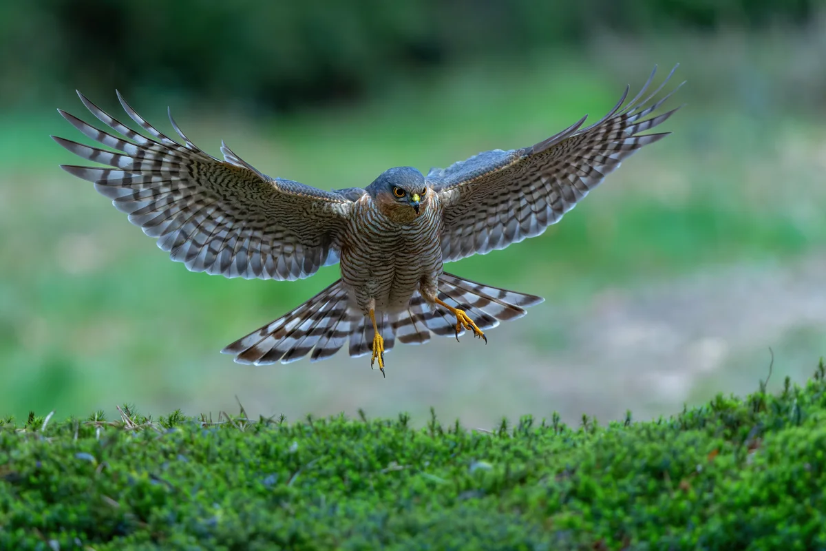 Sperber jagdt im Garten - Vögel in Europa Sperber jagdt im Garten - Vögel in Europa