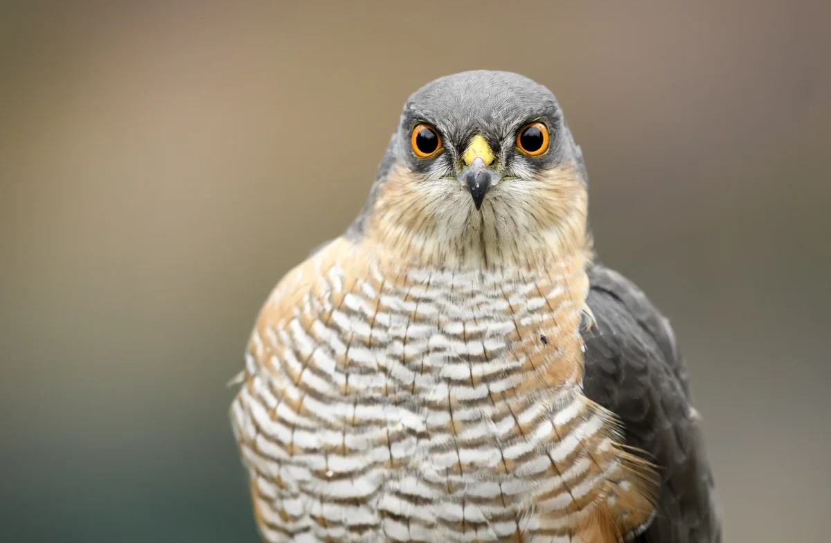Sperber kleiner Greifvogel - Vögel in Europa Sperber kleiner Greifvogel - Vögel in Europa