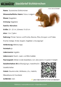 Steckbrief Eichhörnchen - Wildtiere in Europa