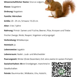 Steckbrief Eichhörnchen - Wildtiere in Europa