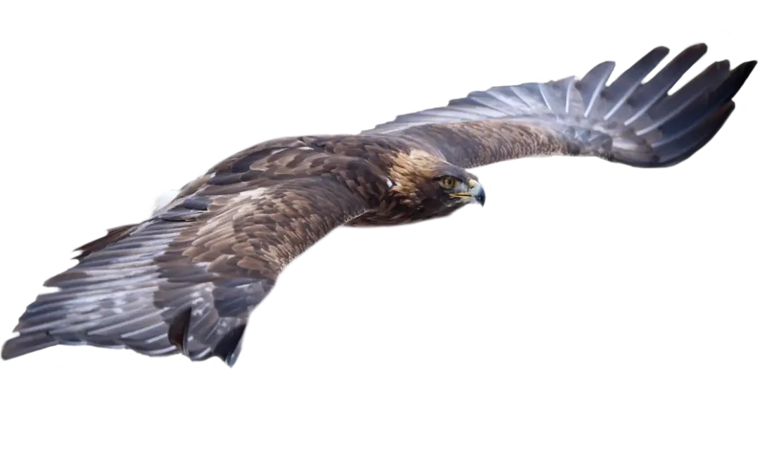 Steinadler
