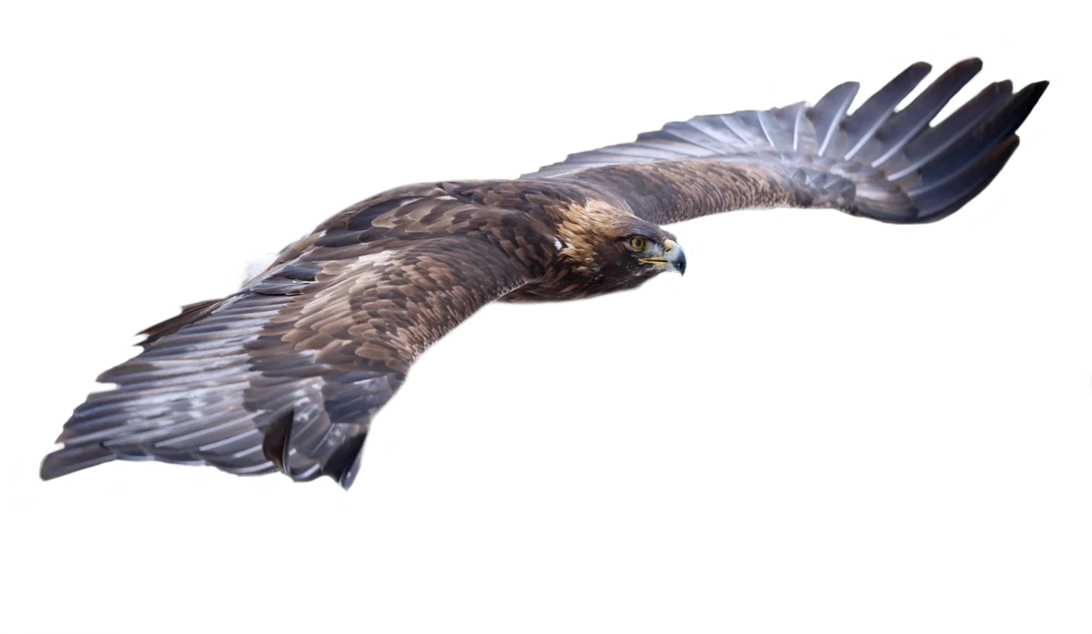 Steinadler - Vögel in Europa Steinadler - Vögel in Europa