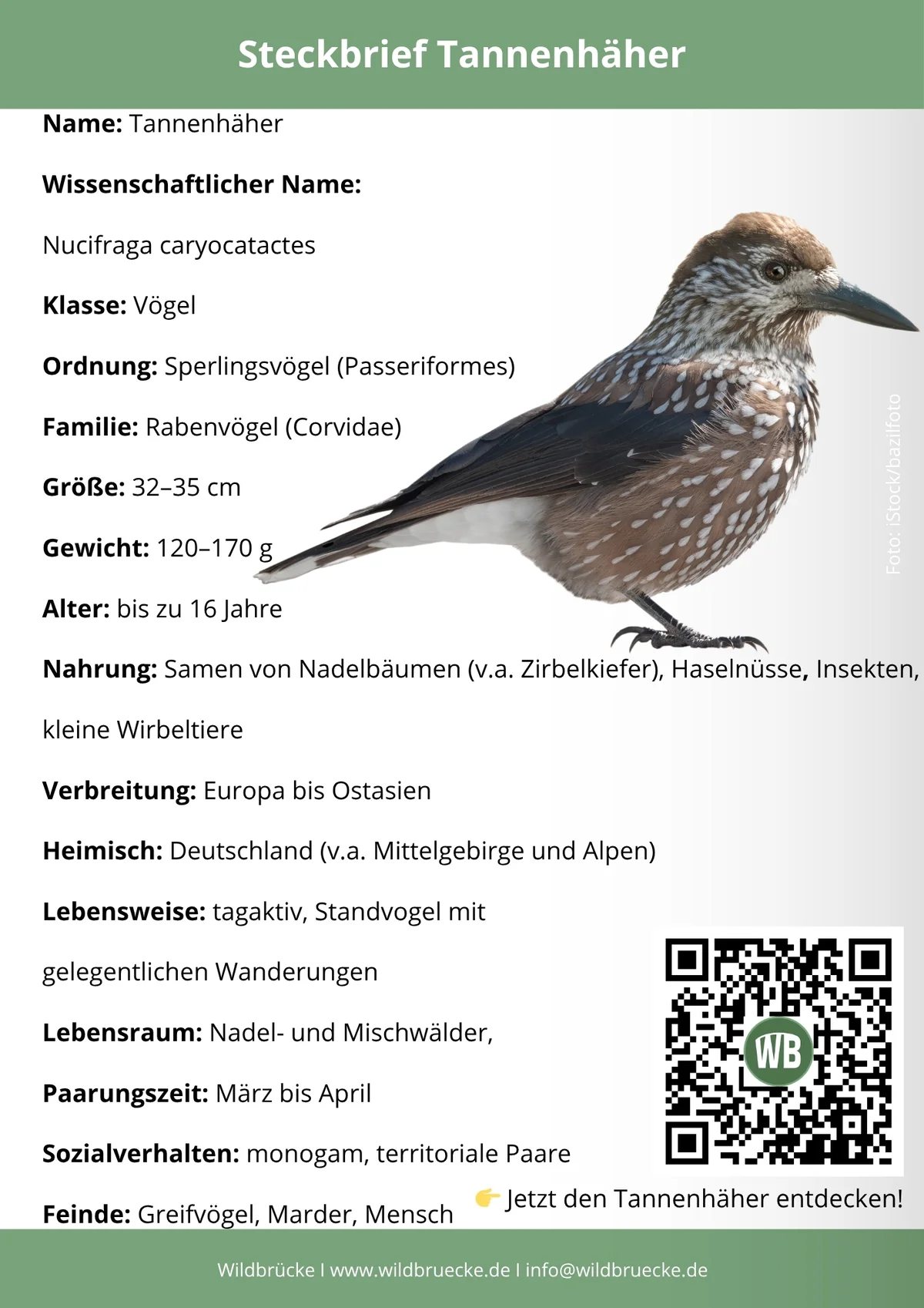 Tannenhäher Steckbrief - Vögel in Europa