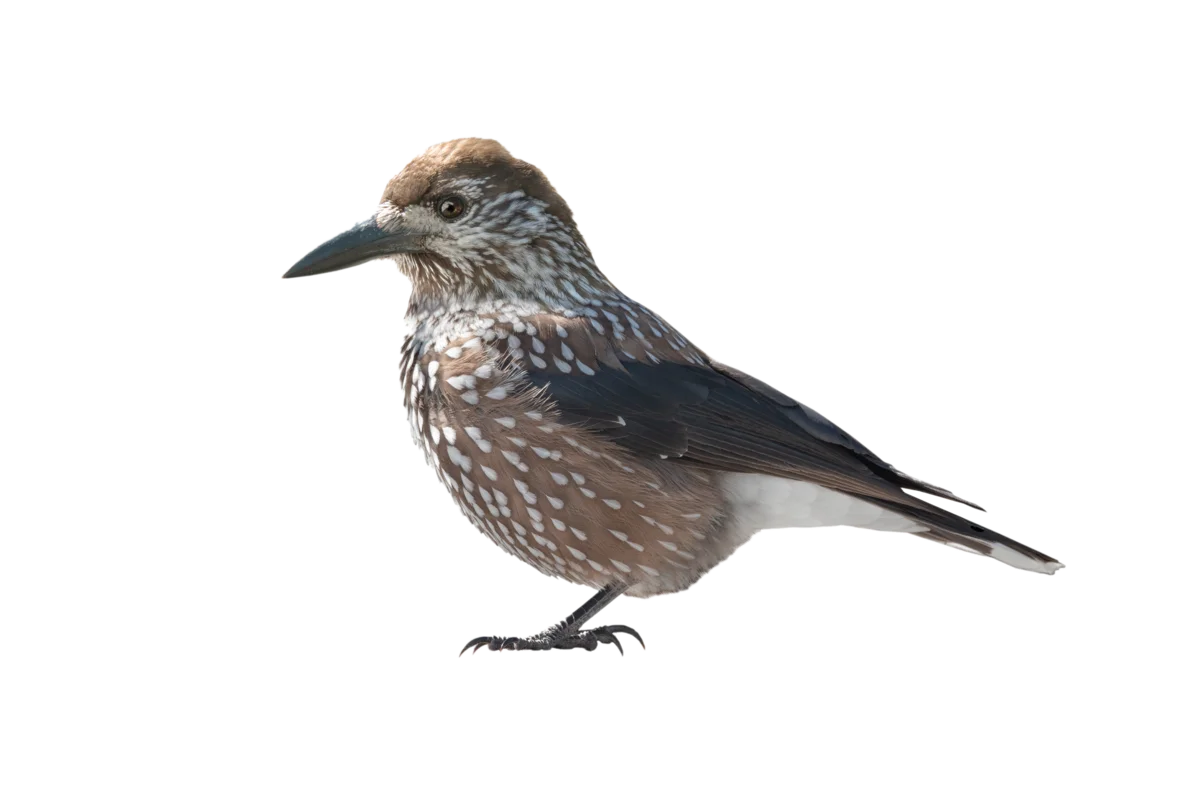 Tannenhäher Flugbild - Vögel in Europa Tannenhäher Flugbild - Vögel in Europa