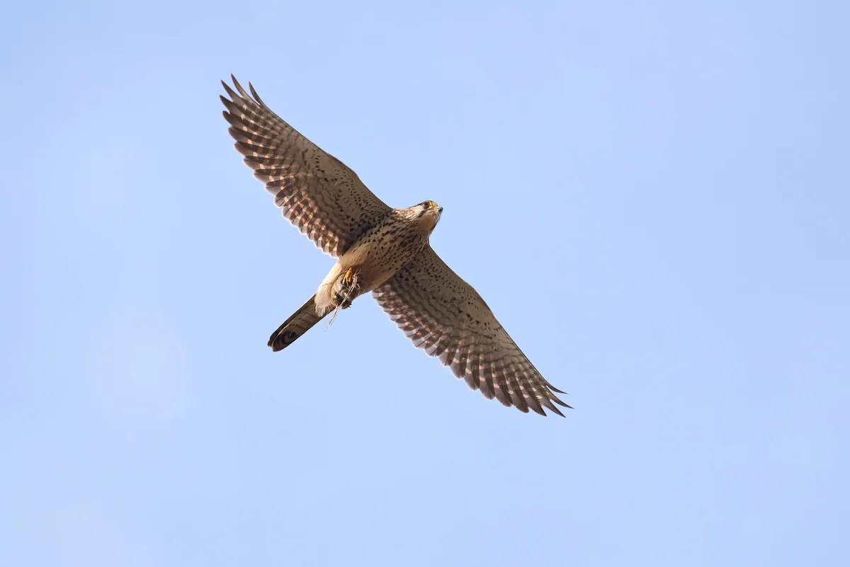 Turmfalke Flugbild - Vögel in Europa