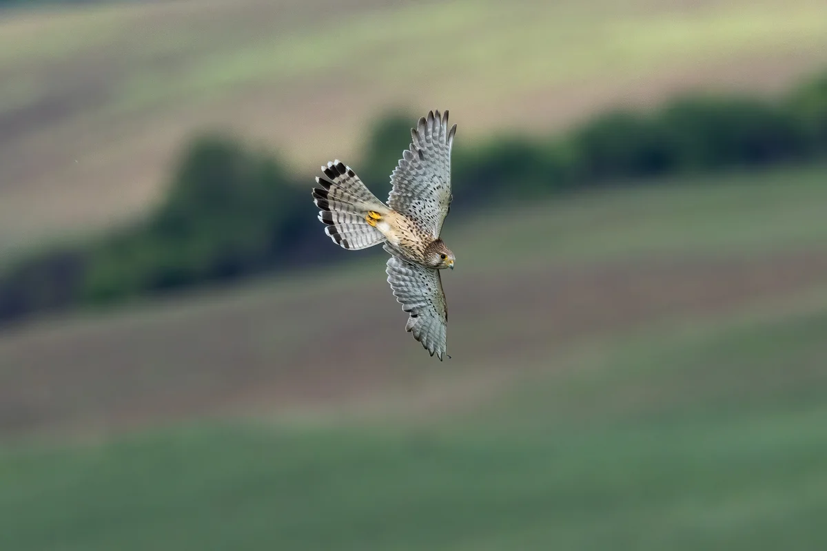 Turmfalke Geschwindigkeit - Vögel in Europa Turmfalke Geschwindigkeit - Vögel in Europa