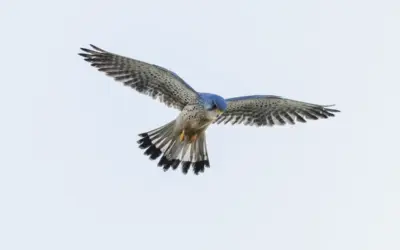 Turmfalke Größe: So misst sich der kleine Greifvogel im Vergleich