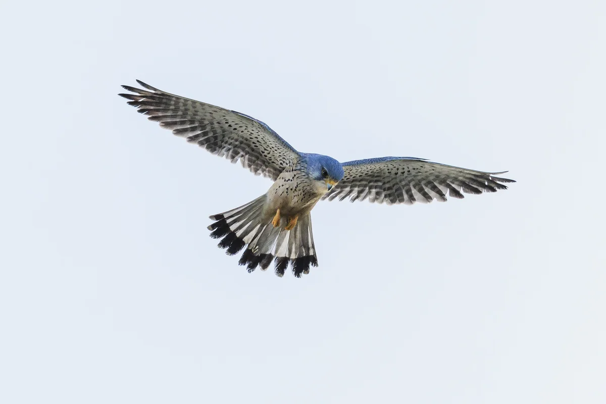Turmfalke Größe - Vögel in Europa Turmfalke Größe - Vögel in Europa