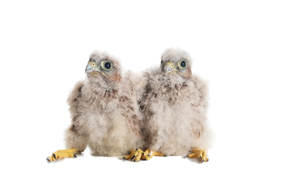 Turmfalke Jungvögel - Vögel in Europa