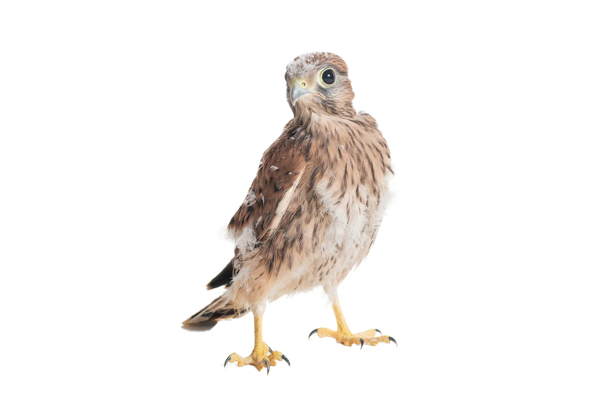 Turmfalke Jungvogel - Vögel in Europa