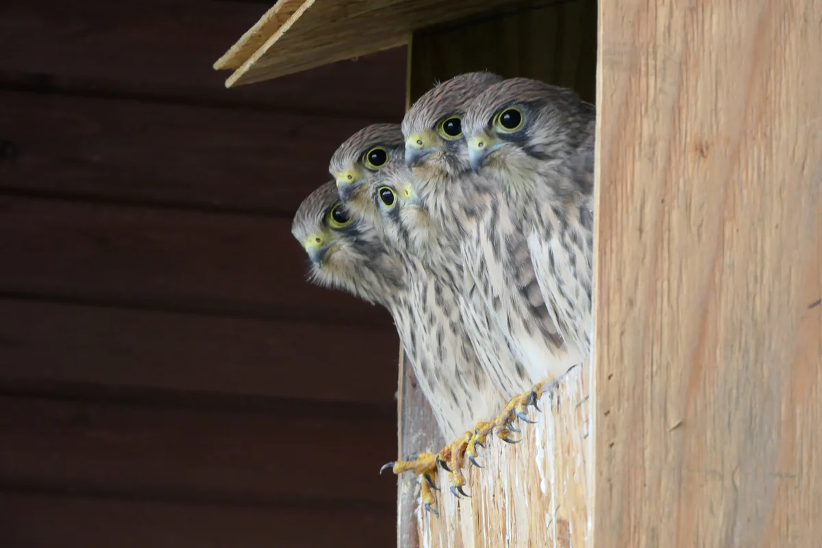 Turmfalke Küken im Nistkasten - Vögel in Europa