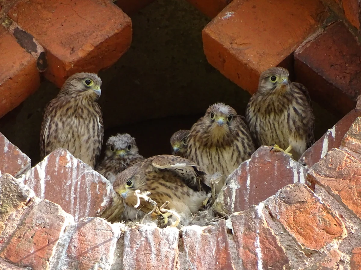 Turmfalke Nest - Vögel in Europa Turmfalke Nest - Vögel in Europa
