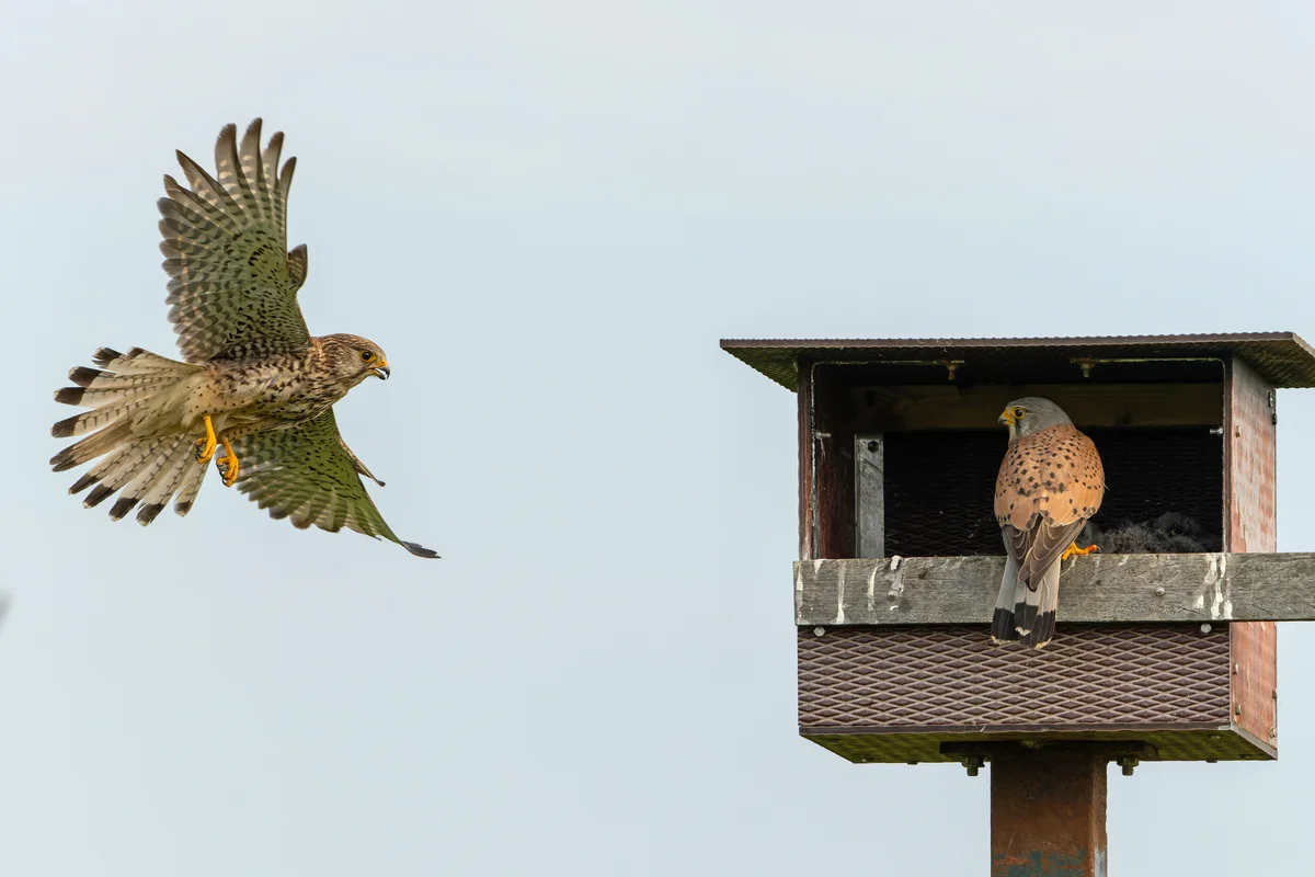 Turmfalke Nistkasten - Vögel in Europa