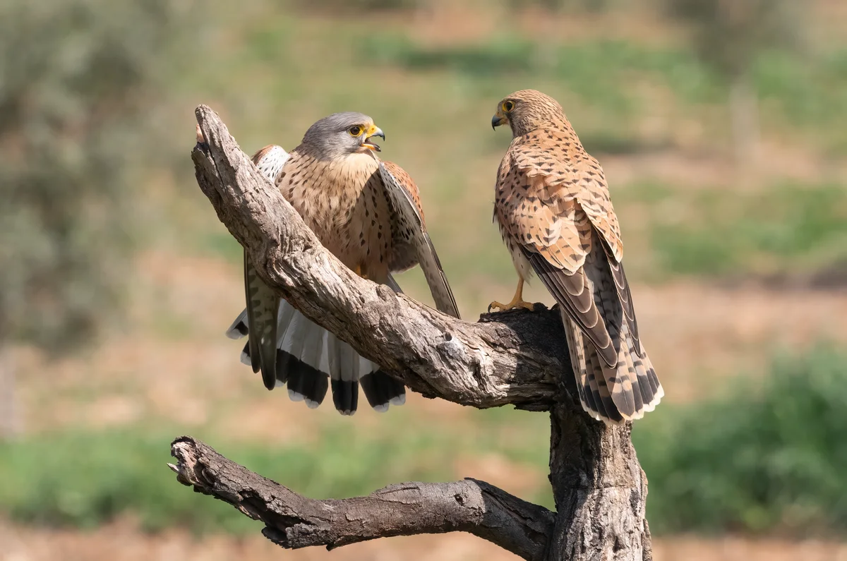 Turmfalke Vogelstimmen - Vögel in Europa Turmfalke Vogelstimmen - Vögel in Europa