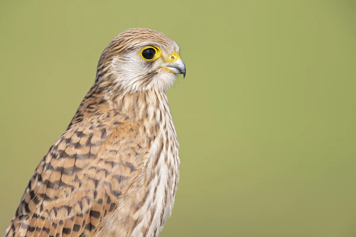 Turmfalke Weibchen - Vögel in Europa Turmfalke Weibchen - Vögel in Europa