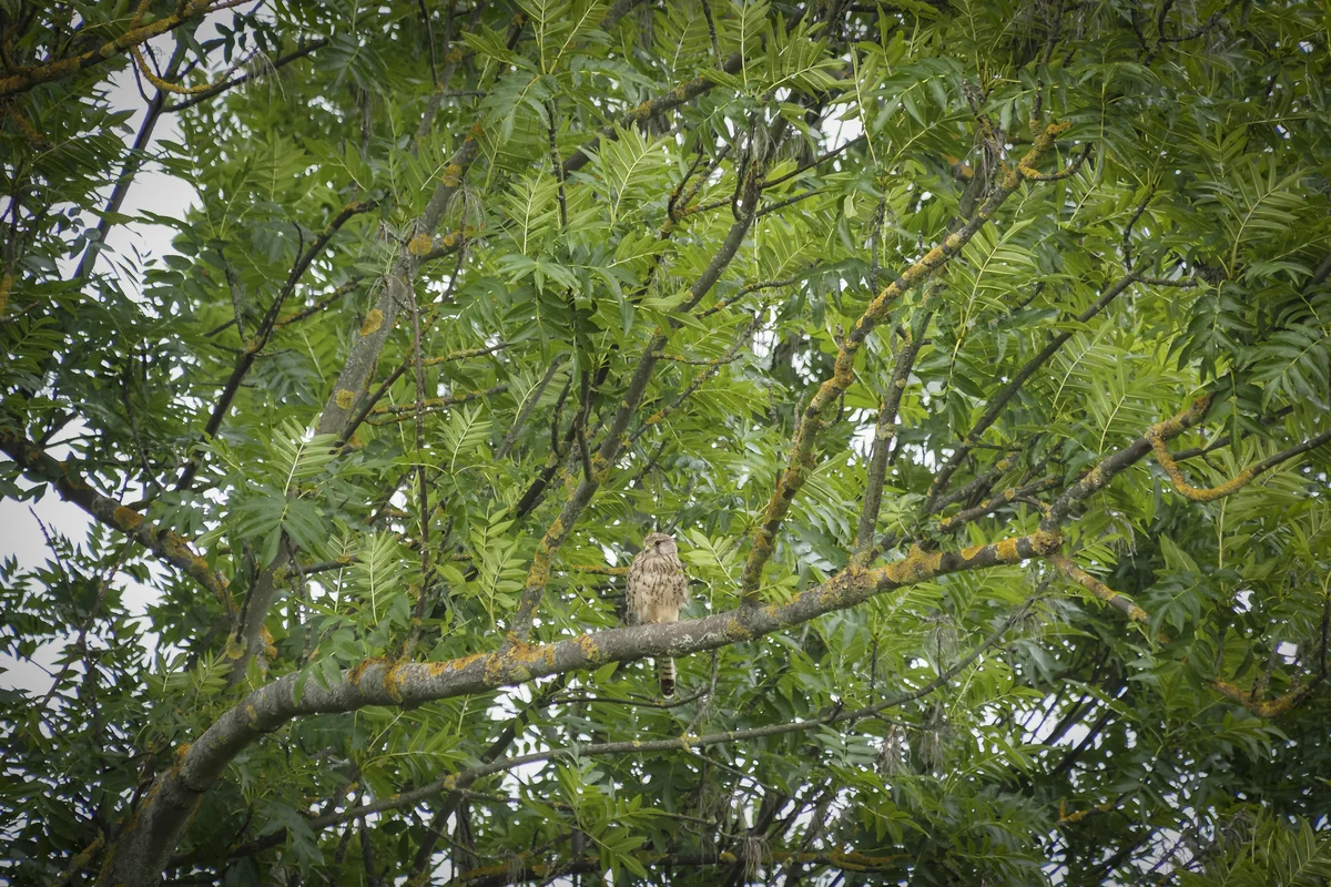 Turmfalke im Garten - Vögel in Europa