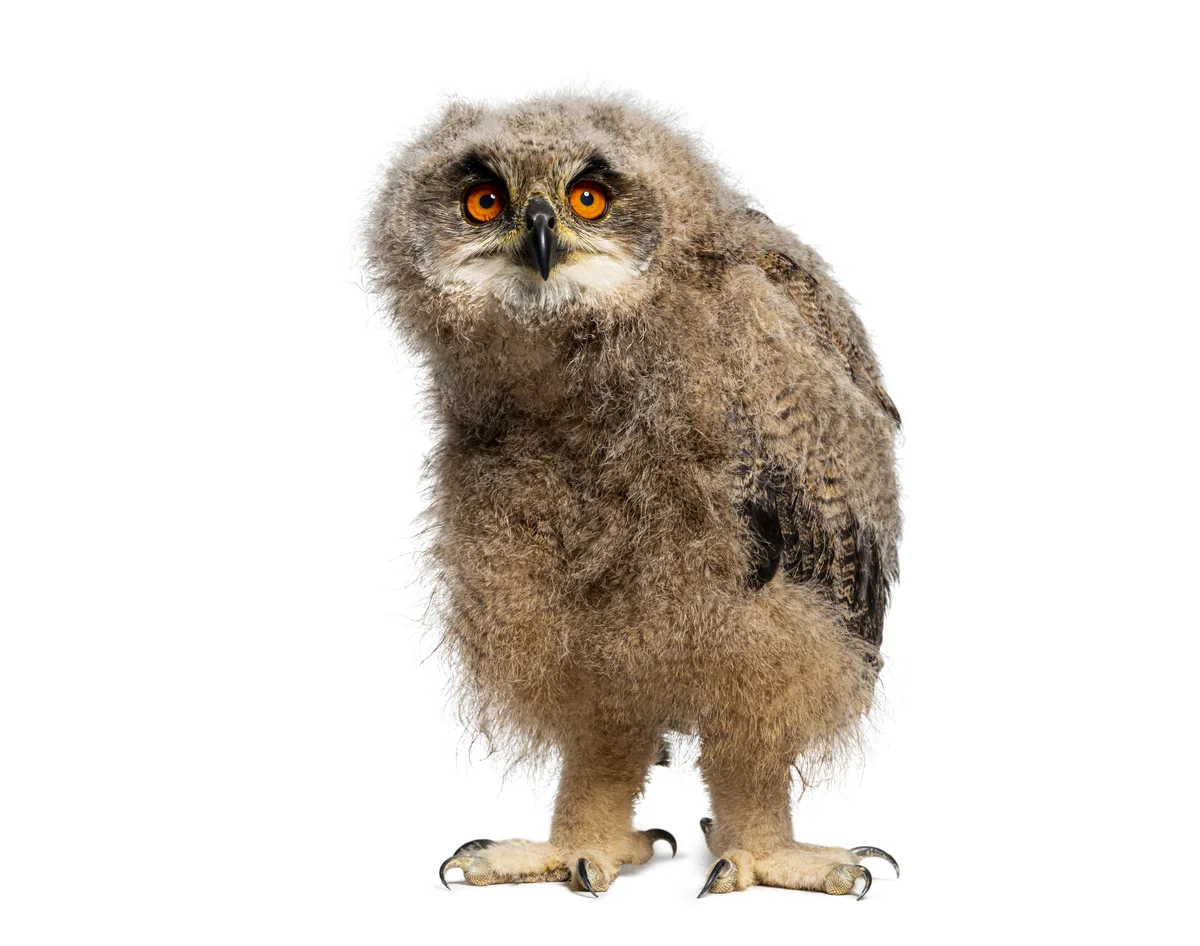 Uhu Babys - Vögel in Europa