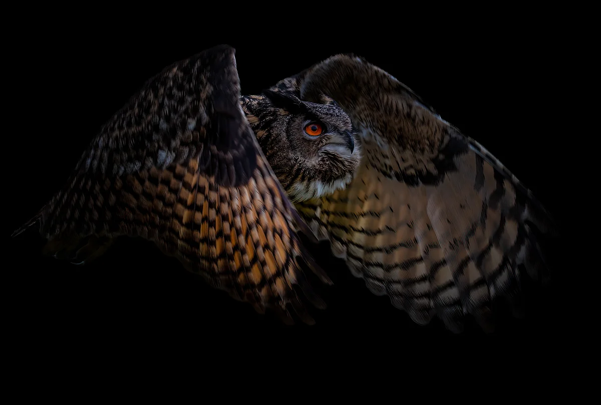 Uhu Geräusch - Vögel in Europa Uhu Geräusch - Vögel in Europa