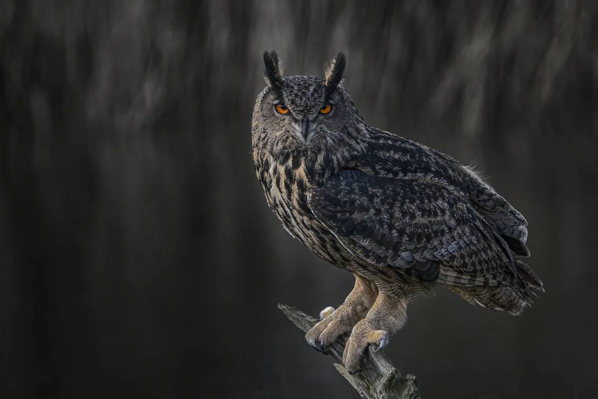 Uhu oder Eule - Gibt es einen Unterschied - Vögel in Europa
