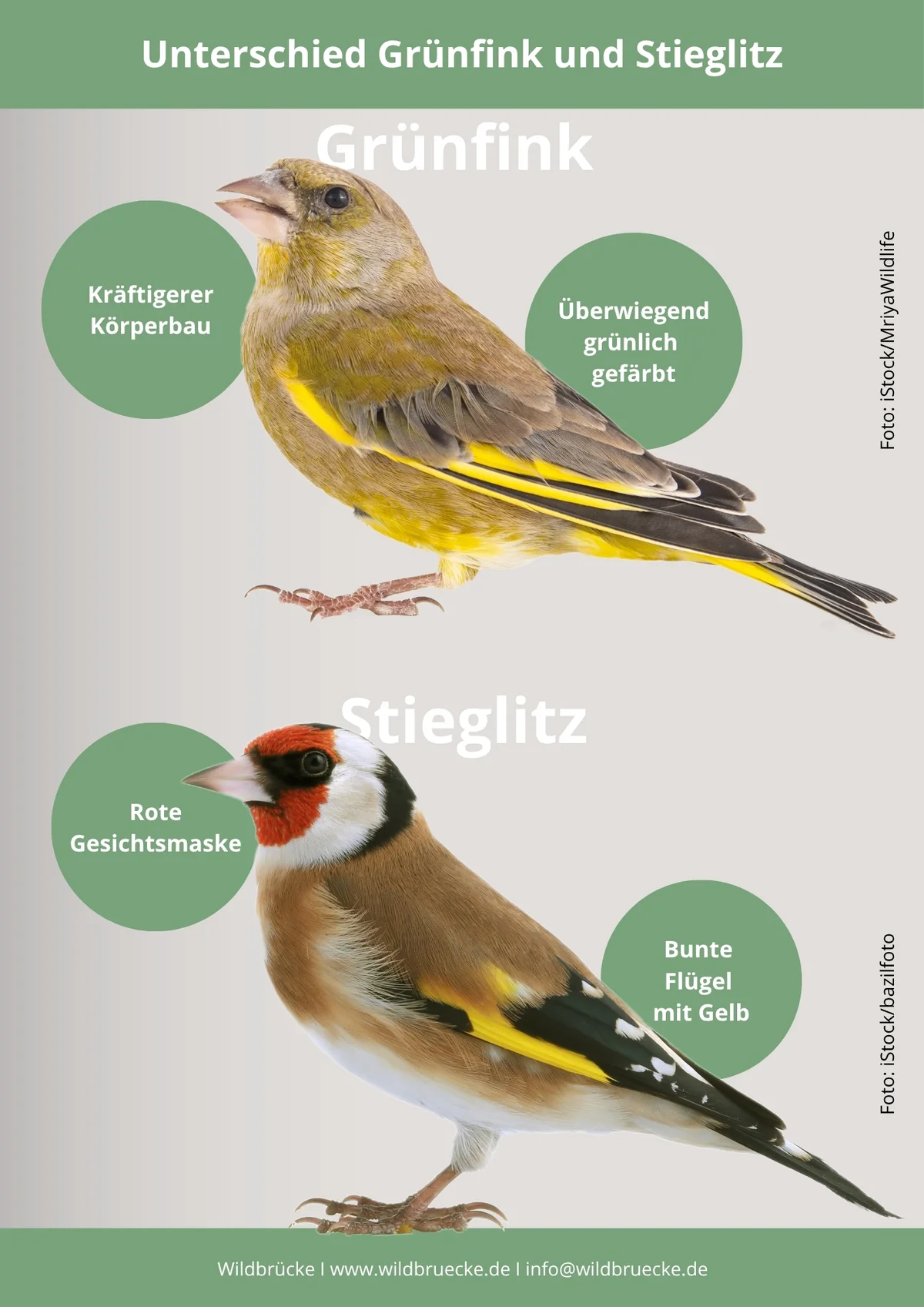 Unterschied Grünfink und Stieglitz - Vögel in Europa