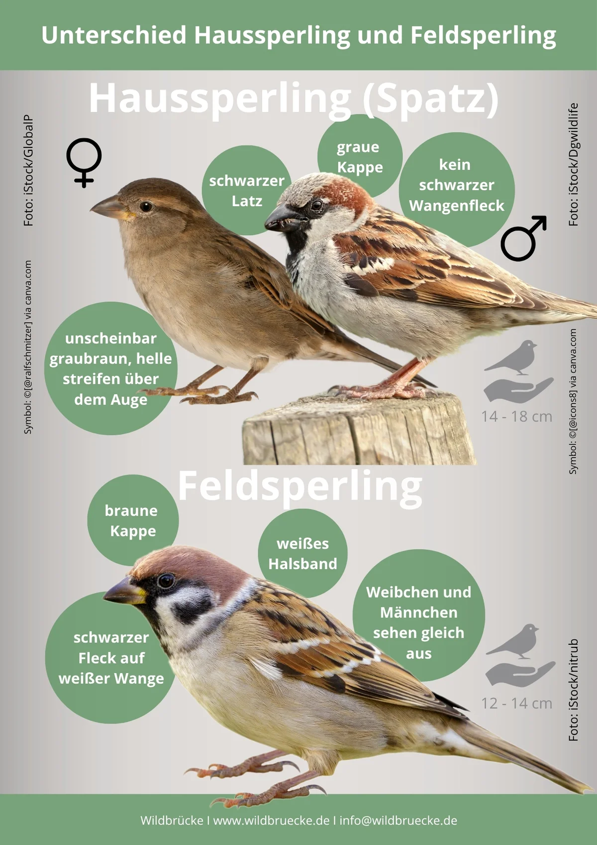 Unterschied Haussperling und Feldsperling - Vögel in Europa