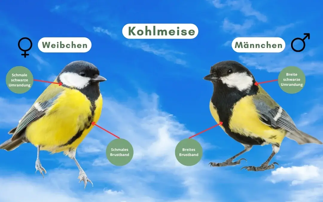 Das Kohlmeise Weibchen ist unauffälliger gefärbt als das Männchen, wir zeigen dir die Unterschiede!